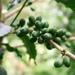 Caffè verde e tè verde, i rimedi per dimagrire naturalmente