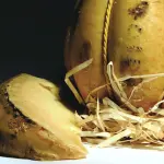 Formaggi e salumi tipici del Lazio, specialità da salvaguardare