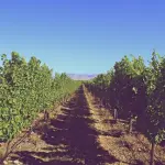 Cosa si intende per vini biodinamici e naturali?