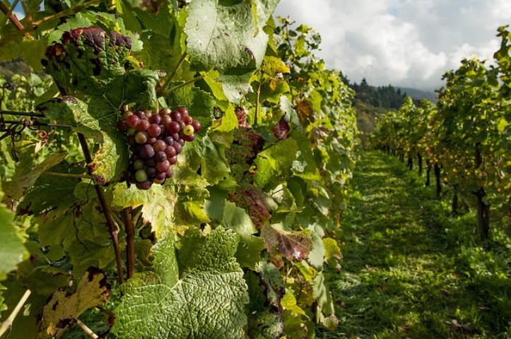 Tutto sul vino biologico, cos’è, caratteristiche e differenze