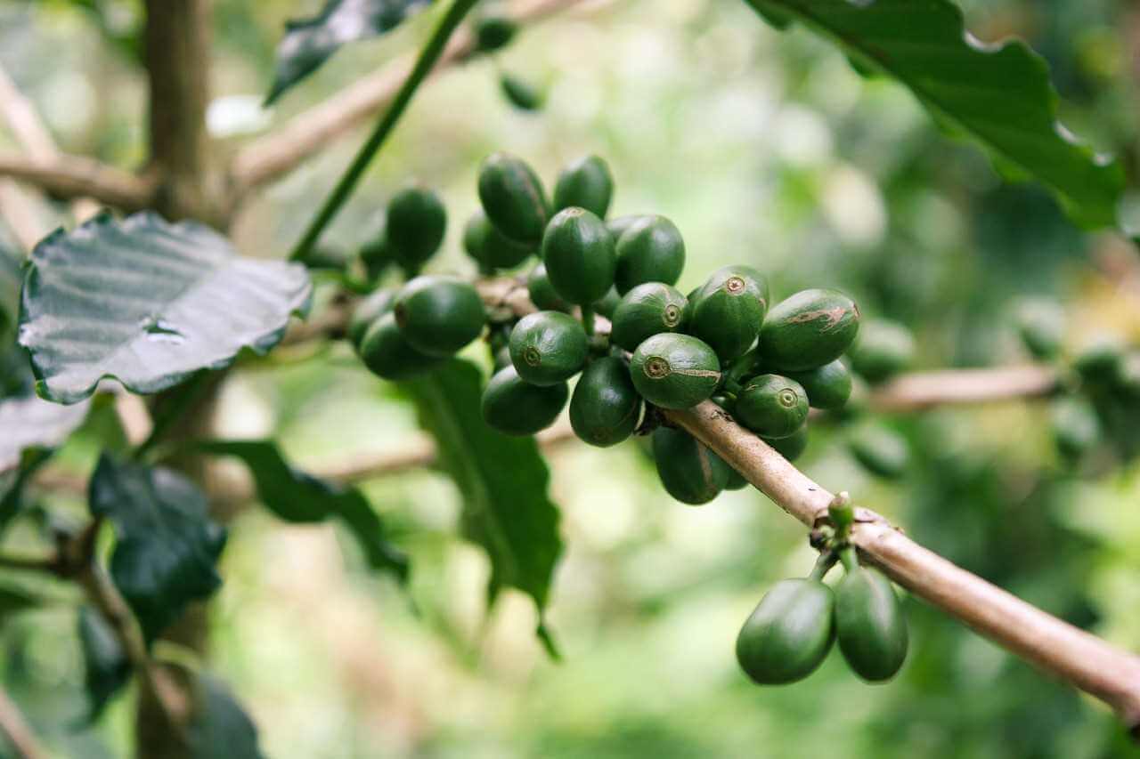 caffè verde per dimagrire, come il te verde